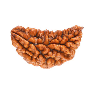 1 Mukhi Rudraksha Patna