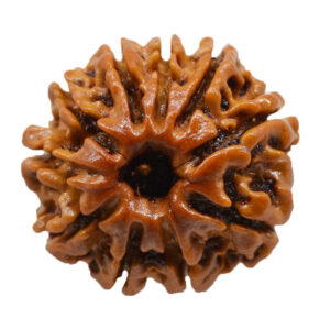 10 Mukhi Rudraksha Shop in Patna