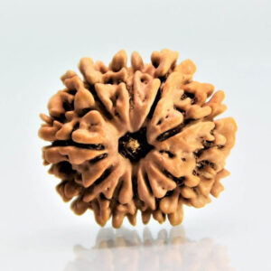 11 Mukhi Rudraksha Shop in Patna