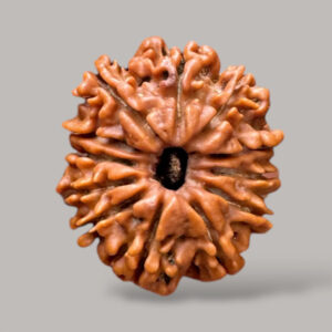 12 Mukhi Rudraksha Shop in Patna