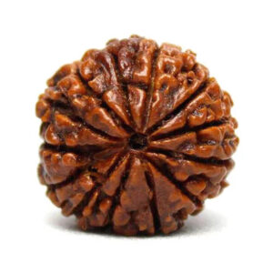 13 Mukhi Rudraksha Shop in Patna