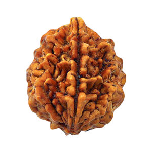 2 Mukhi Rudraksha Patna