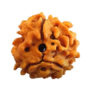 3 Mukhi Rudraksha Patna