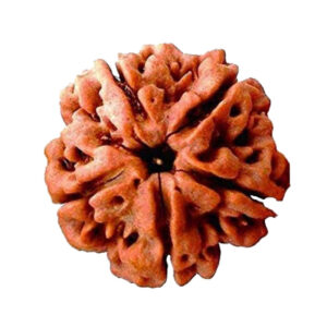 5 Mukhi Rudraksha Shop in Patna