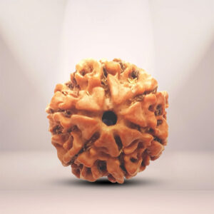 6 Mukhi Rudraksha Patna
