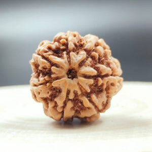 7 Mukhi Rudraksha in Patna