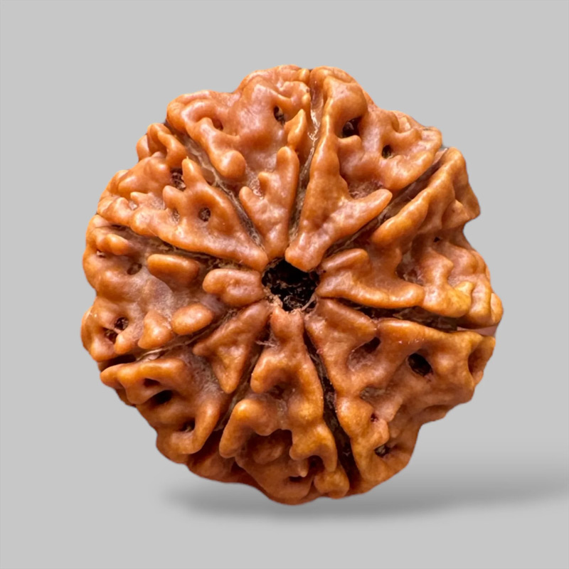 8-mukhi 8 Mukhi Rudraksha Shop Patna