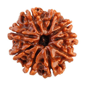 9 Mukhi Rudraksha Shop in Patna